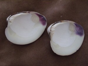 Quahog Shells  $5.00 each